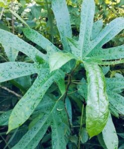 Rễ Hoàng Kỳ Nam