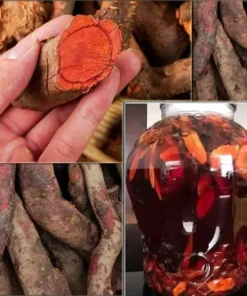 Rễ Cây Mú Từn Ngâm Rượu