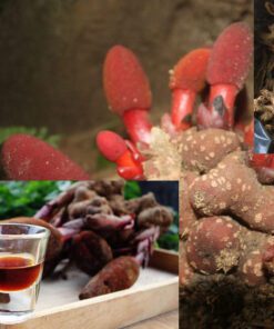 Ngọc Cẩu Tươi Ngâm Rượu