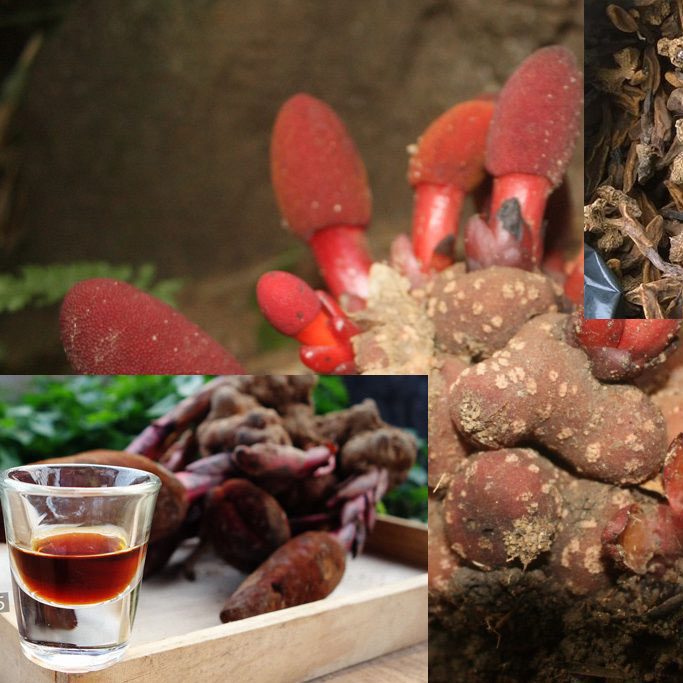 Ngọc Cẩu Tươi Ngâm Rượu