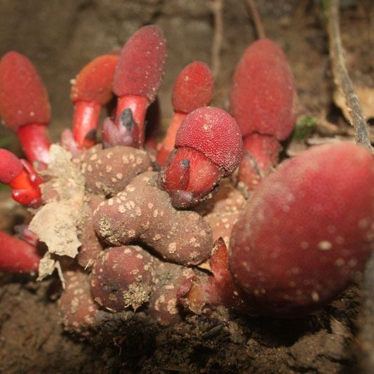 Ngọc Cẩu Tươi Ngâm Rượu