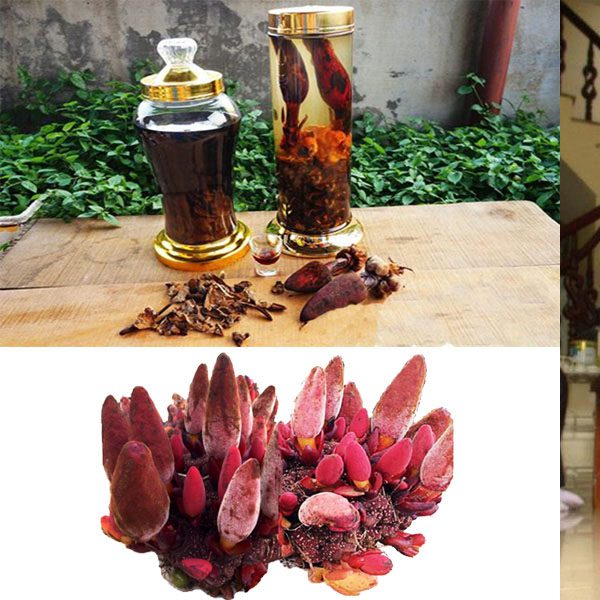 Ngọc Cẩu Tươi Ngâm Rượu