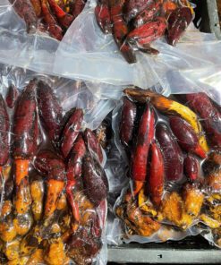 Ngọc Cẩu Tươi Ngâm Rượu