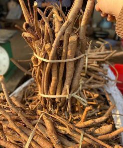 Rễ Hoàng Kỳ Nam