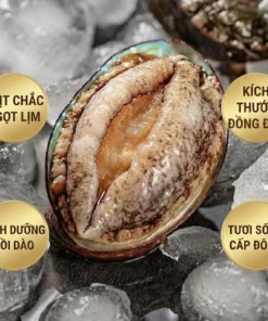 Bào Ngư Đông Lạnh Size 14 con/kg